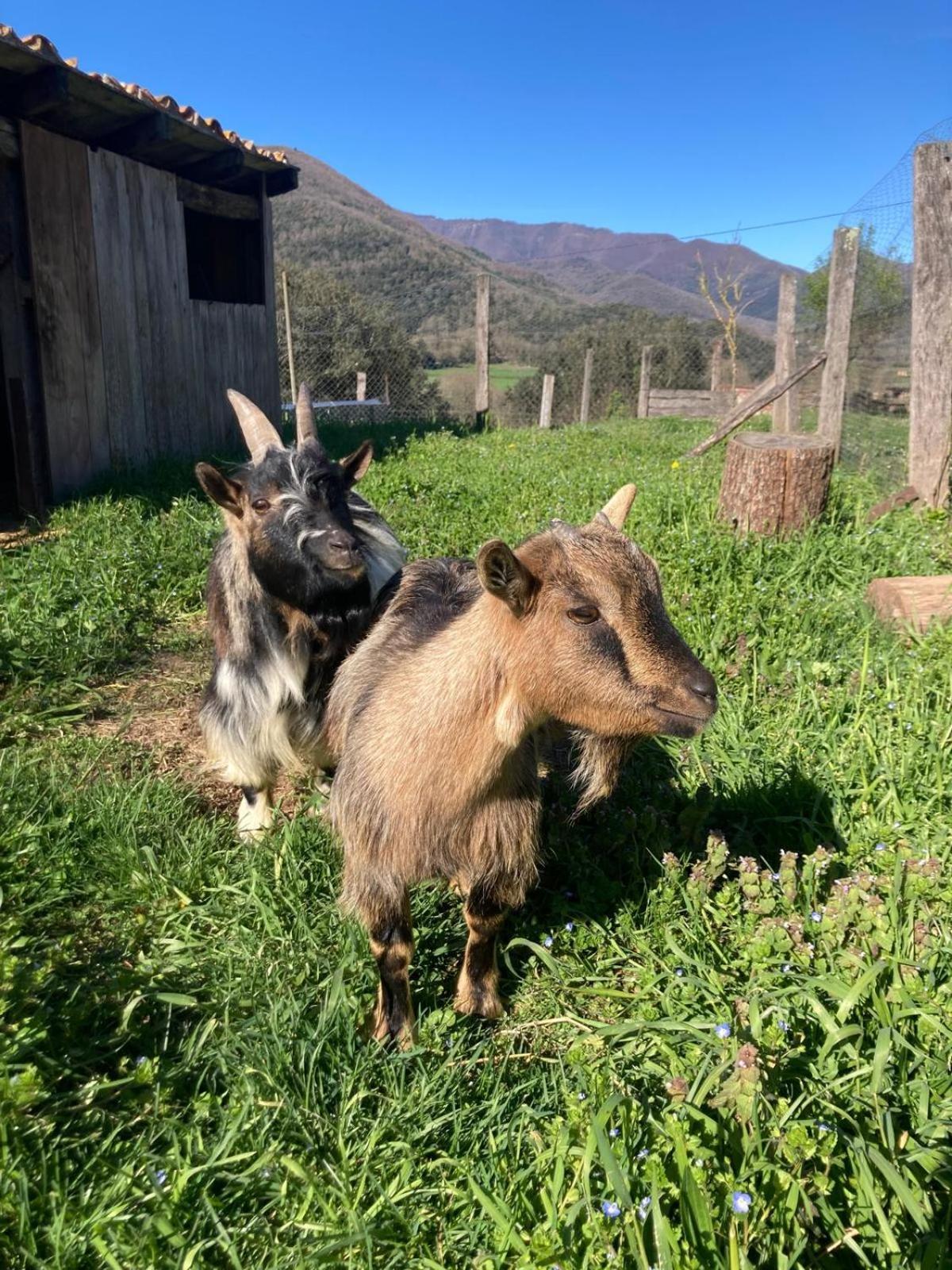 Casa Rural Mas Garganta La Pinya Esterno foto